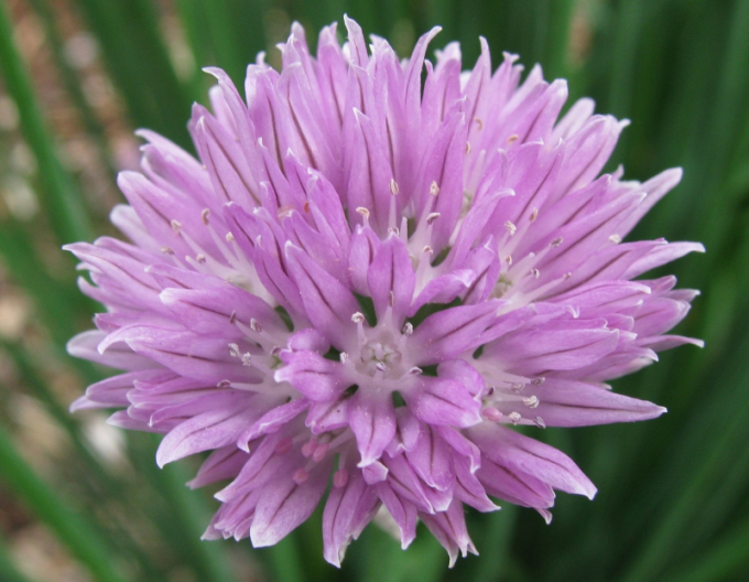 Usturoi chives