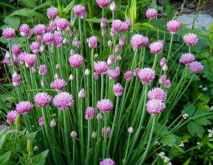 Usturoi chives