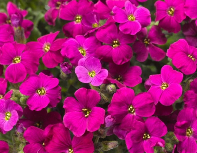 Aubrieta  ´Audrey Red´