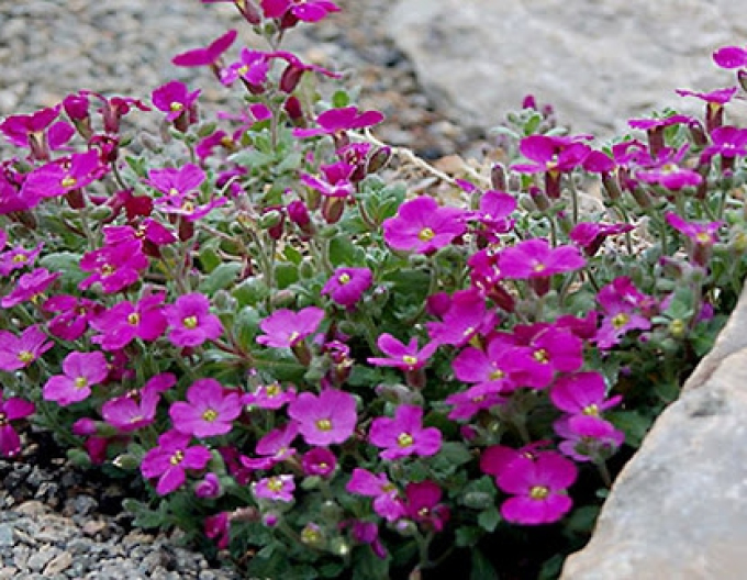 Aubrieta  ´Audrey Red´