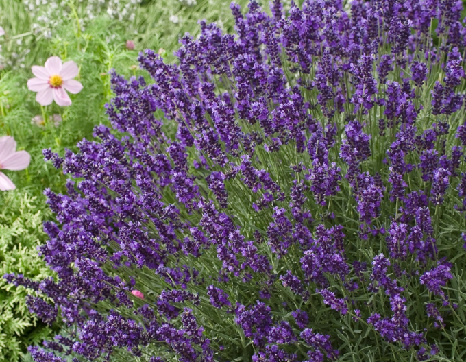 Lavanda "Hidcote Blue