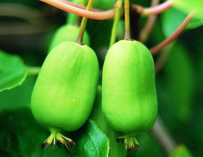 Mini kiwi cu autopolenizare Issai