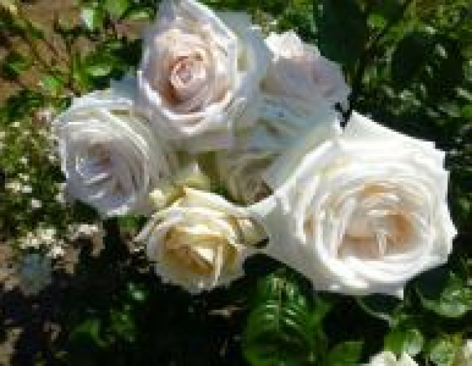 Trandafir Madame Anisette