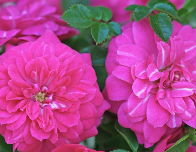 Trandafir  ´Knirps´