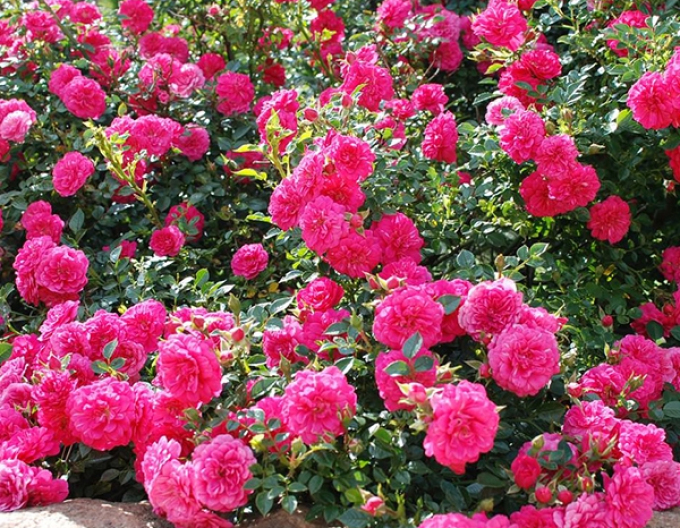 Trandafir  ´Knirps´