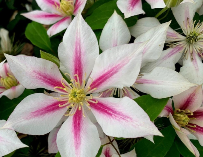Clematis ´Andromeda´
