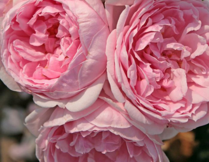 Trandafir Cinderella