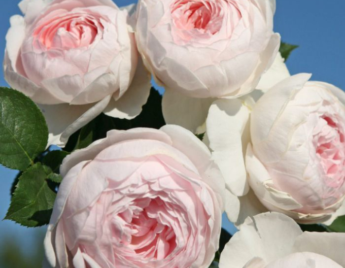 Trandafir Herzogin Christiana