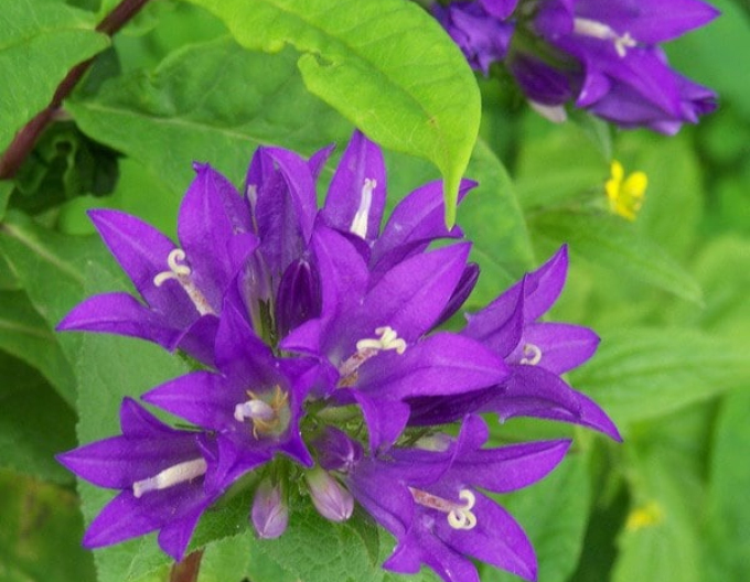 Floarea clopotului Superba