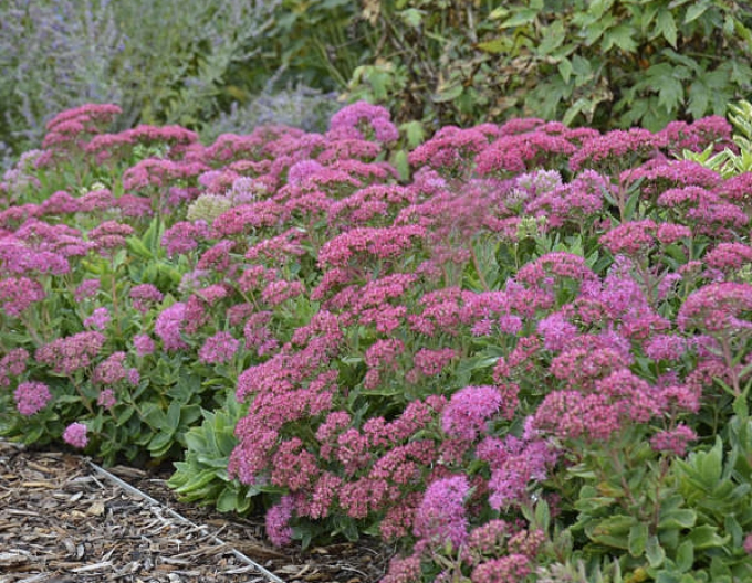 Hylotelephium - Stonecrop ´Carl´ 1l