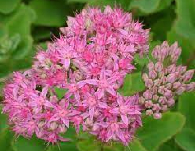 Hylotelephium - Stonecrop ´Carl´ 1l