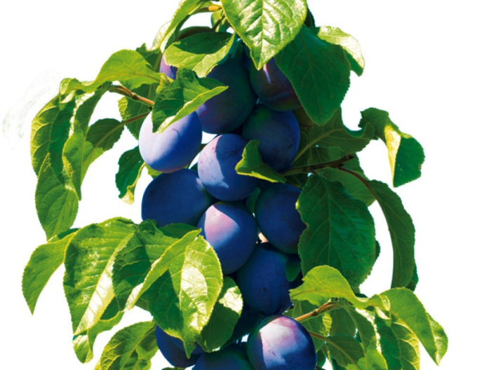 Prun columnar ´Fruca´, sub. Myrobalan, cont. 5l