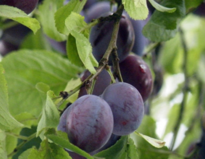 Prun columnar ´Fruca´, sub. Myrobalan, cont. 5l