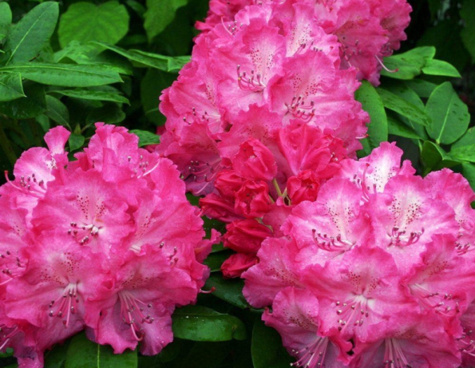 Rhododendron Germania