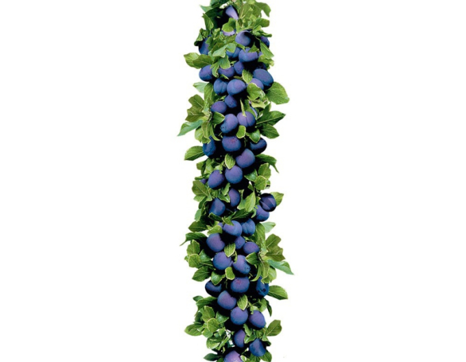 Prun columnar ´Imperial´, sub. Myrobalan, liber.