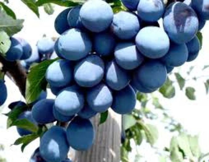 Prun columnar ´Imperial´, sub. Myrobalan, liber.