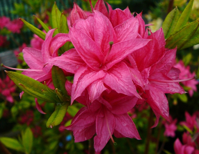 Azalee cu flori mari "Homebush