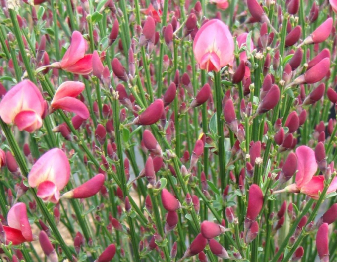 Cytisus ´Hollandia´