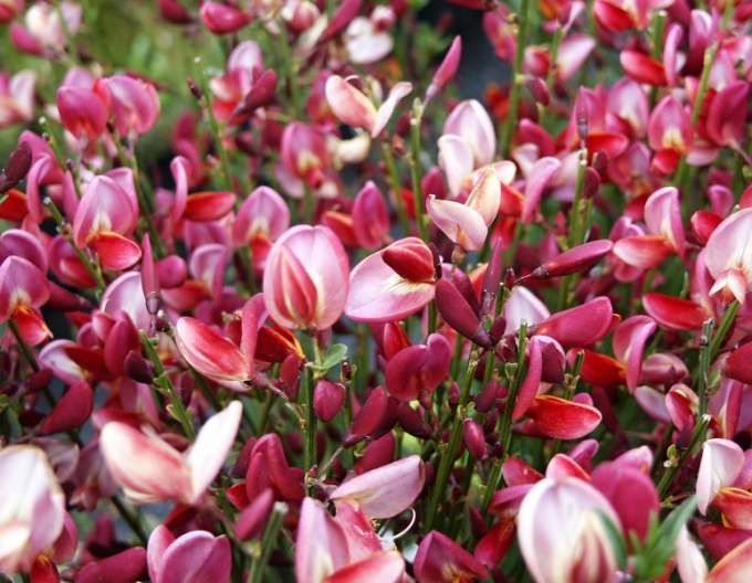 Cytisus ´Hollandia´