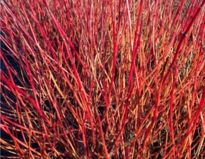 Cornus alba - Svidină albă ´Kelsey´