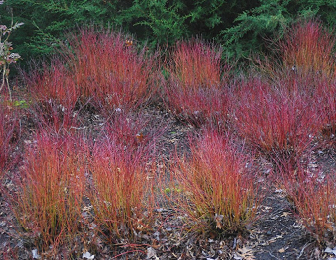 Cornus alba - Svidină albă ´Kelsey´