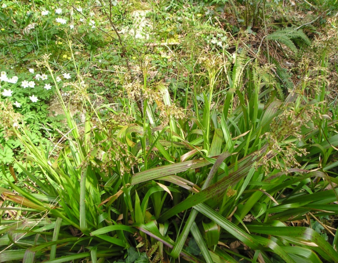 Luzula sylvatica ´Starmaker´