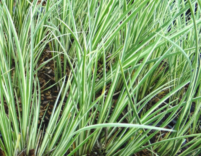 Acorus ´Argenteostriatus´