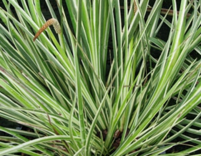 Acorus ´Argenteostriatus´