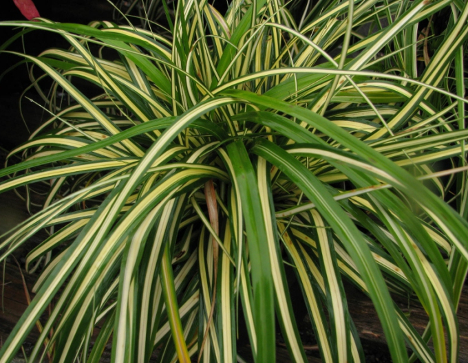 Rogoz "Aureovariegata