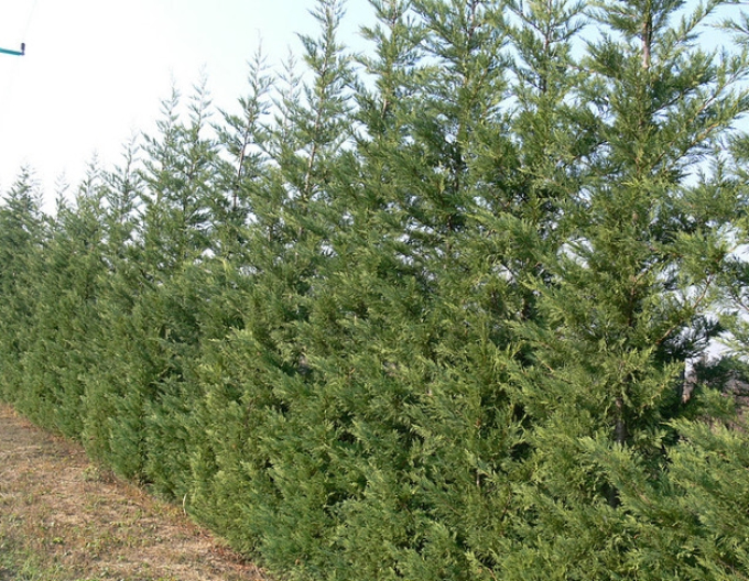 Cupressocyparis Leyland ´2001´