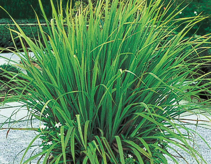 Lemon grass ´Tasty Lemon´