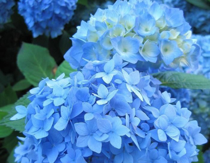 Hydrangea macrophylla Nikko Blue