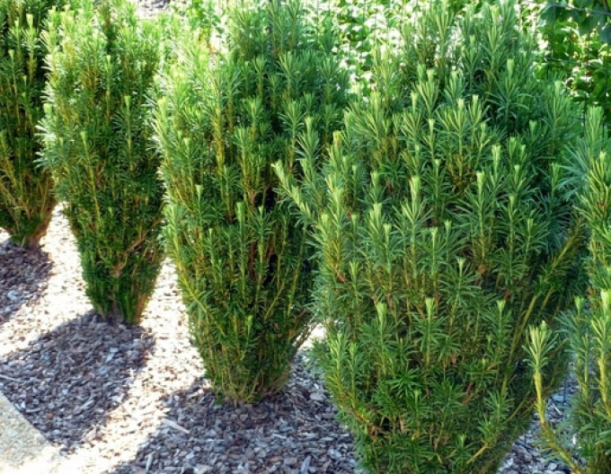Cephalotaxus ´Fastigiata´