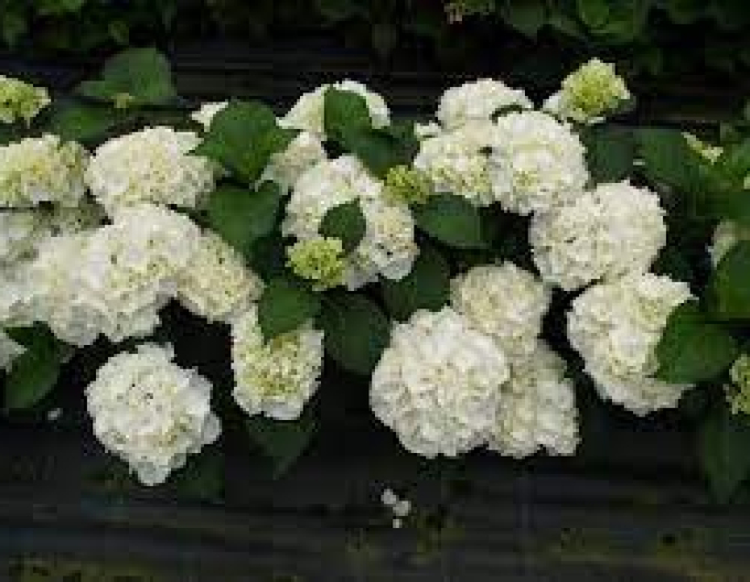 Hydrangea macrophylla Snowball