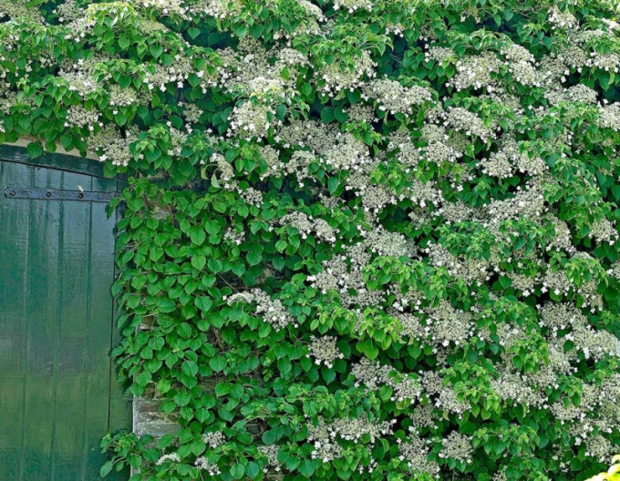Hortensie cățărătoare
