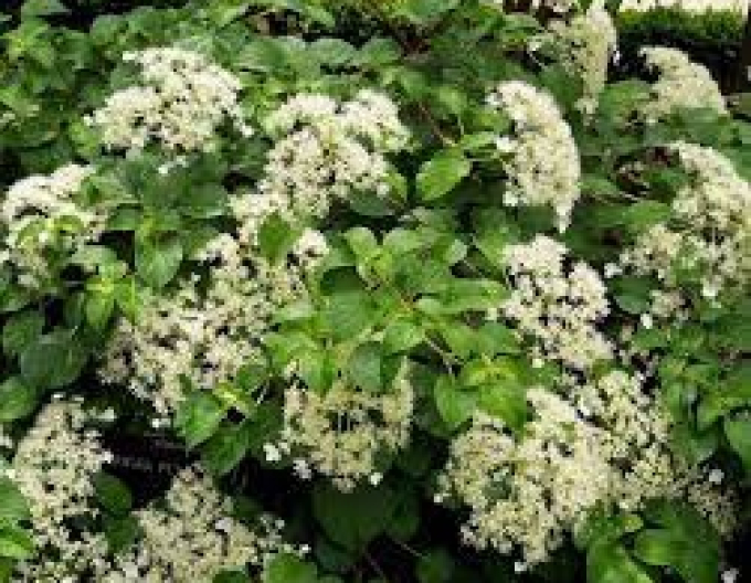 Hortensie cățărătoare
