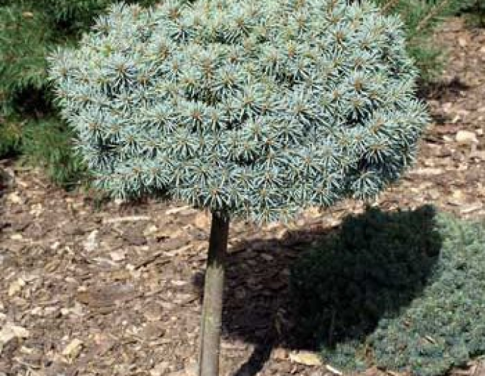 Molid ´Pali´ pe tulpină