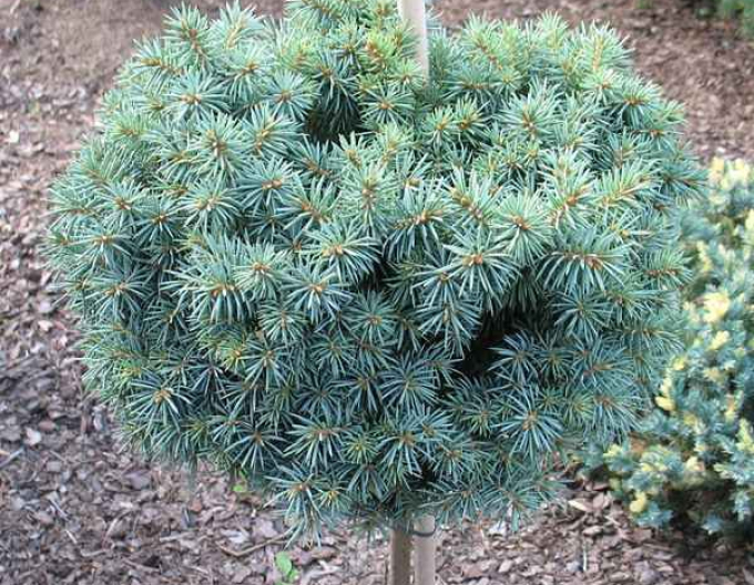 Molid ´Pali´ pe tulpină