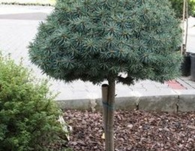 Molid ´Pali´ pe tulpină