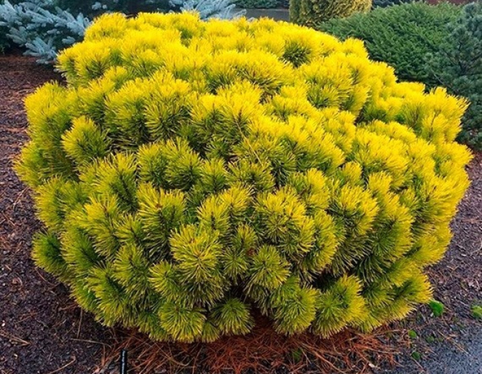 Carsten´s Wintergold´ pin de munte