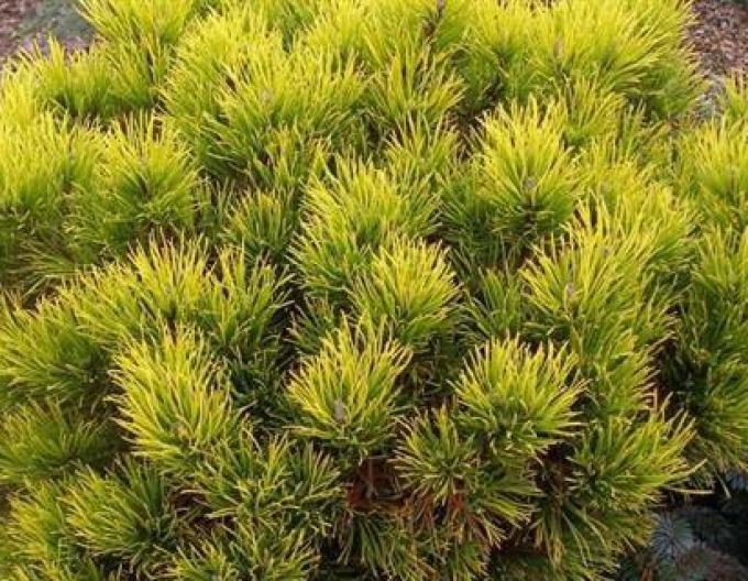 Carsten´s Wintergold´ pin de munte