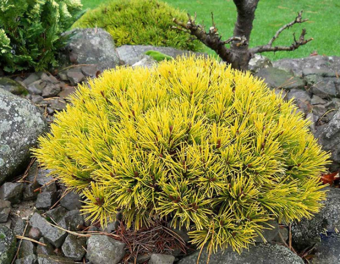 Pin de munte ´Wintergold´