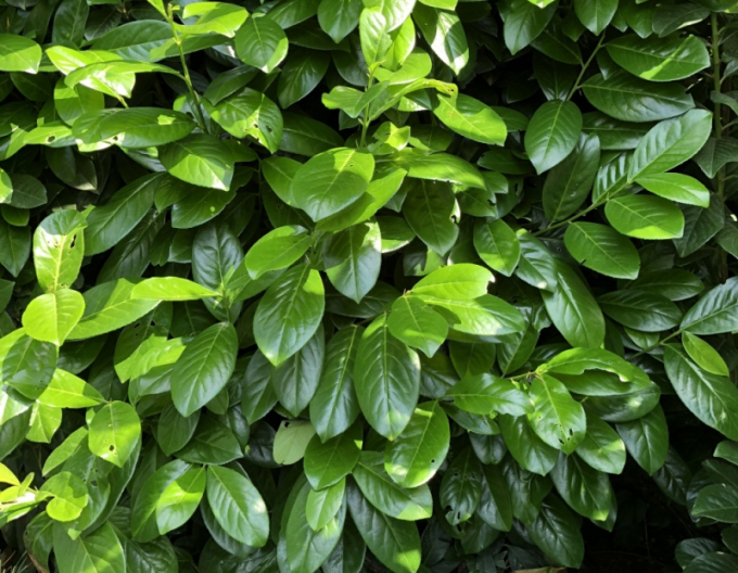 Prunus laurocerasus ´Novita´ 4L