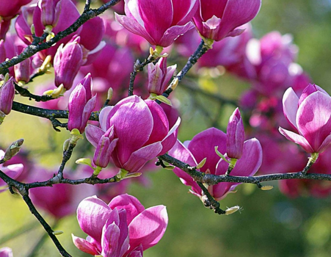 Magnolia "Laleaua neagră