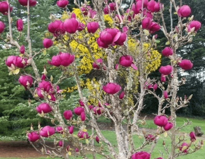 Magnolia "Laleaua neagră