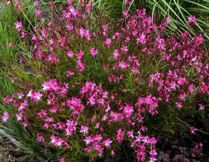 Gaura ´Siskiyou Roz´