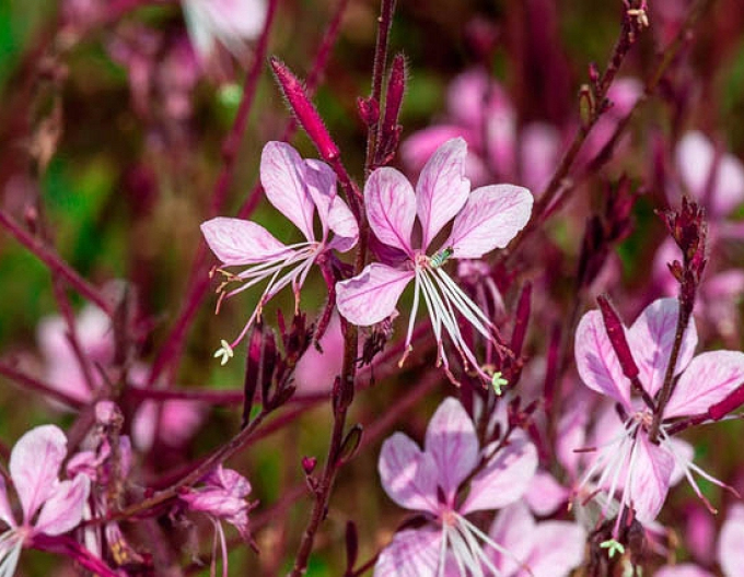 Gaura ´Siskiyou Roz´