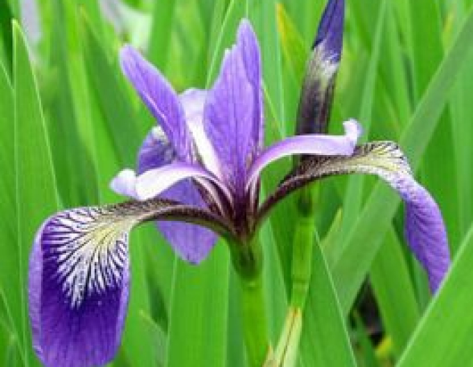 Iris Versicolor Gerald Darby