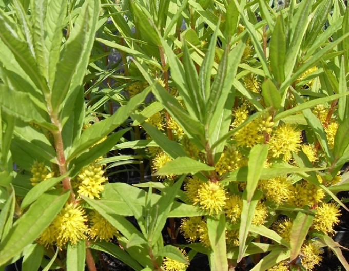 Gălbășoară de turbărie