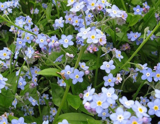 Floare de nu-mă-uita